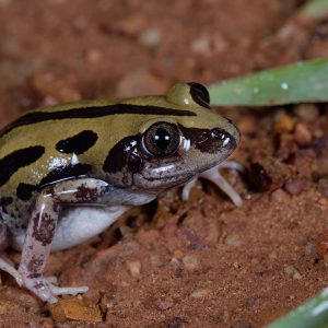 KASSINA SENEGALENSIS INDES ELMS