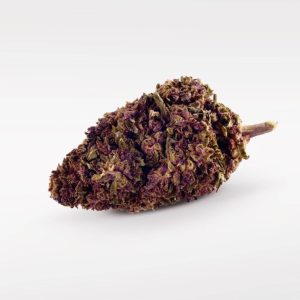 Purple Kinky Kush — izcili ziedoši 40%