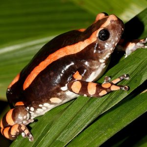 PHRYNOMANTIS BIFASCIATUS INDE GOBAS