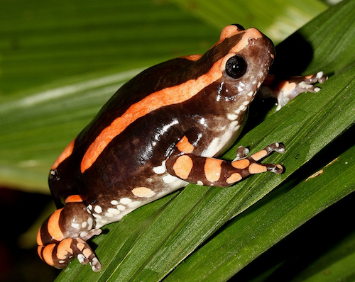 PHRYNOMANTIS BIFASCIATUS INDE GOBAS